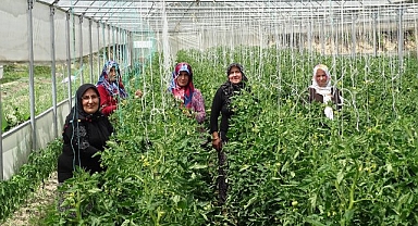 Seralardan ilk ürünler toplanmaya başladı