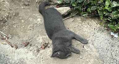 Çarptığı kedi telef oldu, o yoluna devam etti