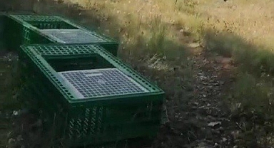 Karabük'te 300 kınalı keklik doğaya bırakıldı