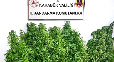 Jandarmadan kenevir operasyonu