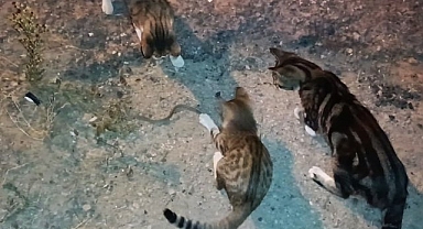 Kedilerin yılanla imtihanı