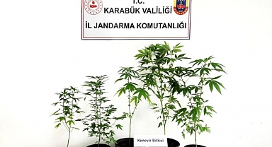 Jandarma kenevir bitkisi ve tohum ele geçirdi