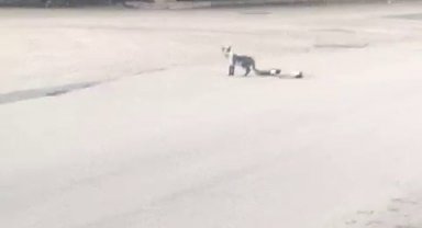 Yavru kedi ölen annesinin başında bir an olsun ayrılmadı