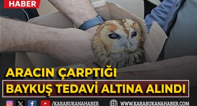 Aracın çarptığı baykuş tedavi altına alındı