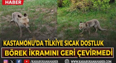 Kastamonu'da tilkiyle sıcak dostluk: Börek ikramını geri çevirmedi!