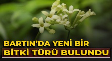 Bartın'da yeni bitki türü bulundu