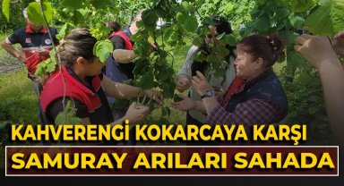 Kahverengi kokarcaya karşı, samuray arıları sahada