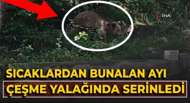 Sıcaklardan bunalan ayı, çeşme yalağında serinledi