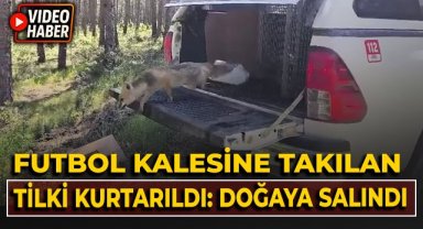 Futbol kalesine takılan tilki kurtarıldı: Doğaya salındı!