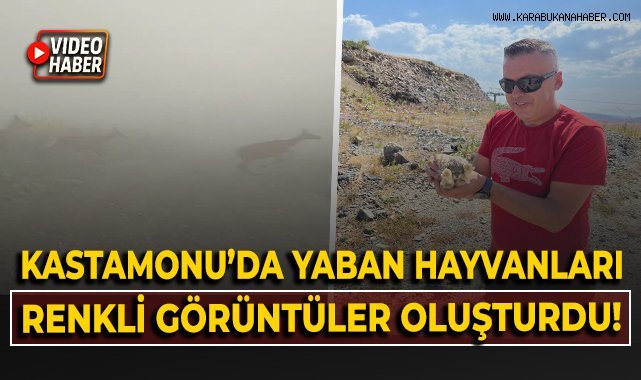 Kastamonu'da yaban hayvanları renkli görüntüler oluşturdu