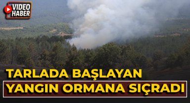 Tarlada çıkan yangın ormana sıçradı