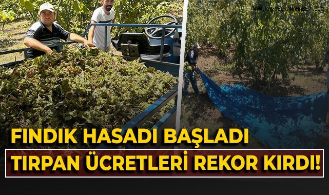 Fındık hasadı başladı, tırpan ücretleri rekor kırdı