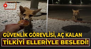 Güvenlik görevlisi aç kalan tilkiyi elleriyle besledi!