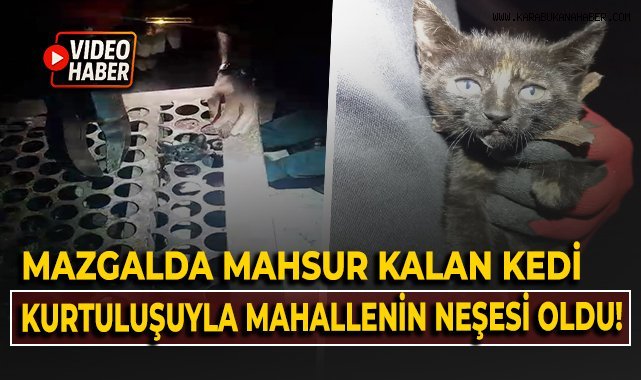 Mazgalda mahsur kalan kedi kurtuluşuyla mahallenin neşesi oldu!
