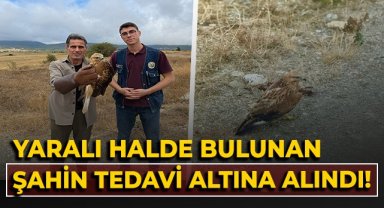 Yaralı halde bulunan şahin tedavi altına alındı