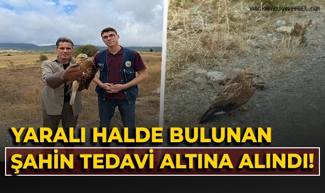 Yaralı halde bulunan şahin tedavi altına alındı