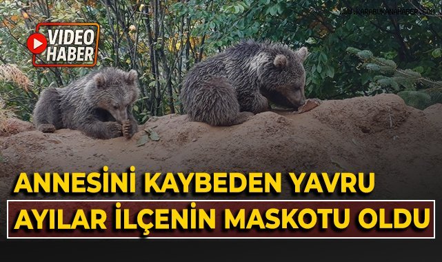Annelerini kaybeden yavru ayılar, ilçenin maskotu oldu