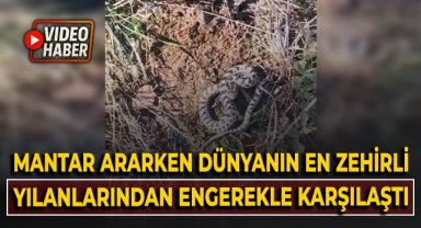 Mantar ararken dünyanın en zehirli yılanlarından engerekle karşılaştı