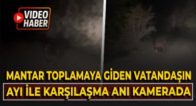 Mantar toplamaya giden vatandaşın ayı ile karşılaşma anı kamerada