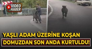 Yaşlı adam, üzerine koşan domuzdan son anda kurtuldu