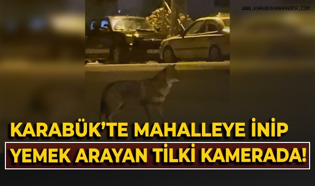Mahallede yiyecek arayan tilki kamerada