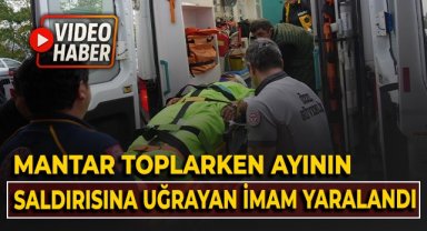 Mantar toplarken ayının saldırısına uğrayan imam yaralandı!