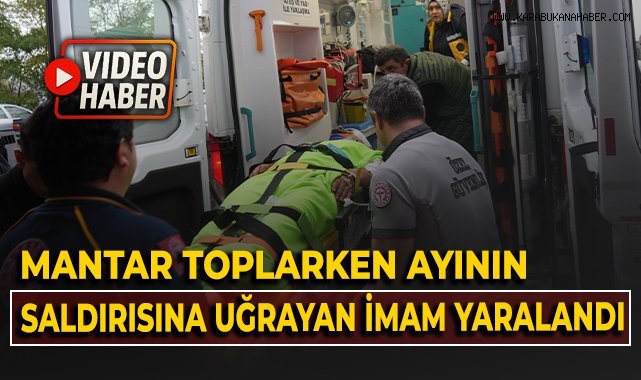 Mantar toplarken ayının saldırısına uğrayan imam yaralandı!