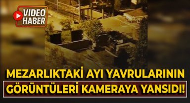 Mezarlıktaki ayı yavrularının görüntüleri kameraya yansıdı!