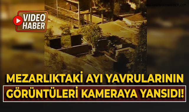 Mezarlıktaki ayı yavrularının görüntüleri kameraya yansıdı!