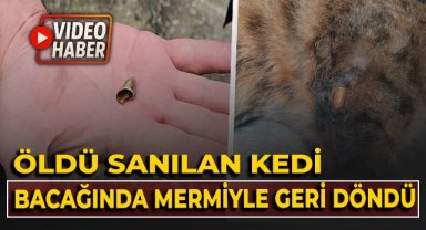 Öldü sanılan kedi, bacağında mermiyle geri döndü