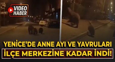 Yenice'de anne ayı ve yavruları ilçe merkezine kadar indi!