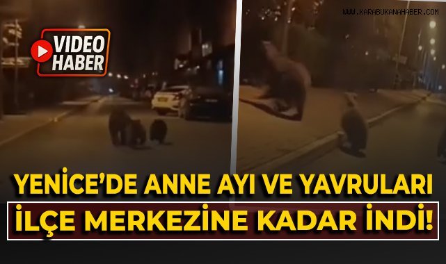 Yenice'de anne ayı ve yavruları ilçe merkezine kadar indi!