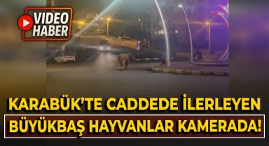 Karabük'te caddede ilerleyen büyükbaş hayvanlar kamerada