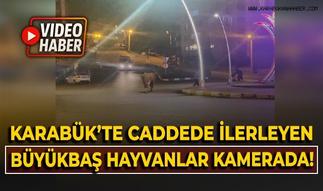 Karabük'te caddede ilerleyen büyükbaş hayvanlar kamerada