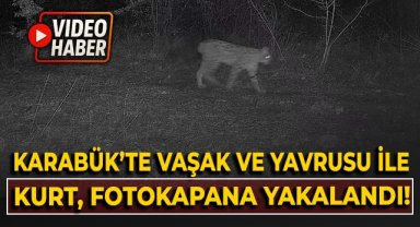 Karabük'te vaşak ve yavrusu ile kurt, fotokapana yansıdı