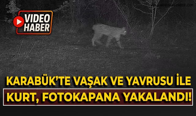 Karabük'te vaşak ve yavrusu ile kurt, fotokapana yansıdı