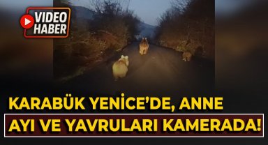 Karabük Yenice'de, anne ayı ve yavruları kamerada!