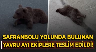 Safranbolu yolunda bulunan yavru ayı ekiplere teslim edildi!