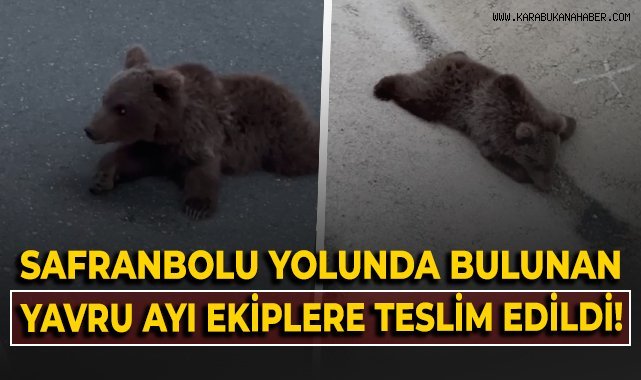 Safranbolu yolunda bulunan yavru ayı ekiplere teslim edildi!