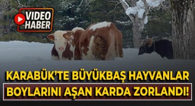 Karabük'te büyükbaş hayvanlar boylarını aşan karda zorlandı!