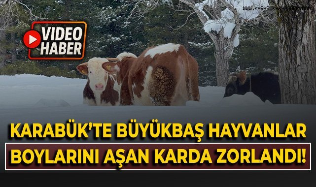 Karabük'te büyükbaş hayvanlar boylarını aşan karda zorlandı!