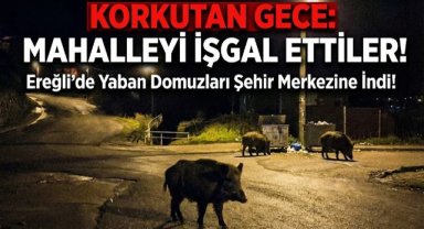 Yaban domuzları yerleşim alanında yiyecek aradı