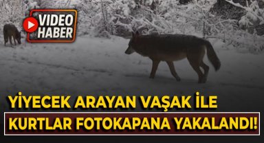 Yiyecek arayan vaşak ile kurtlar fotokapana yansıdı!