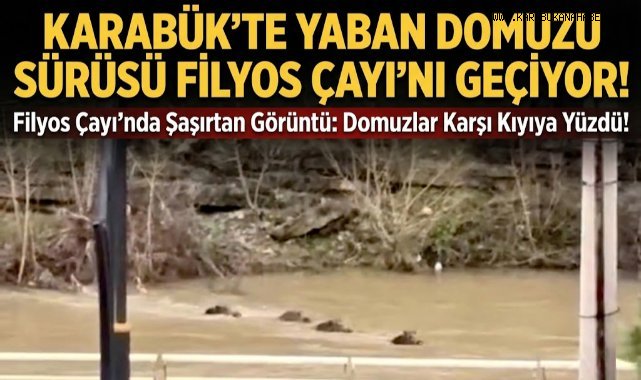 Filyos Çayı'nı yüzerek geçen yaban domuzları kamerada