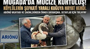 Sahil kenarında bulunan kuğu koruma altına alındı