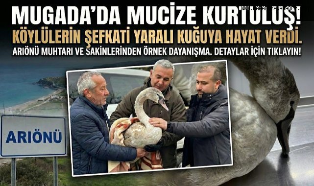 Sahil kenarında bulunan kuğu koruma altına alındı