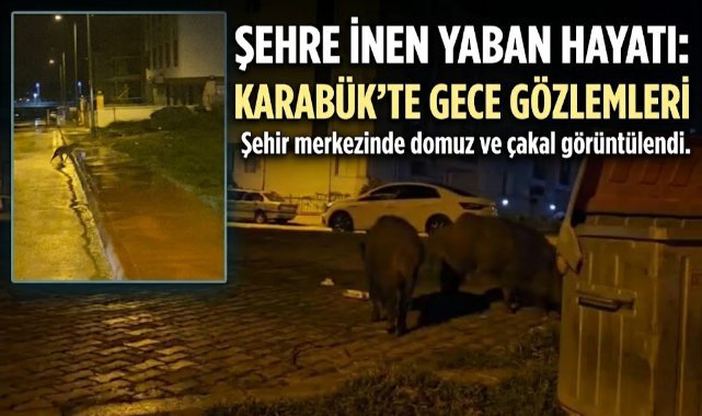Karabük’te Yaban Hayvanları Yerleşim Yerlerine İndi