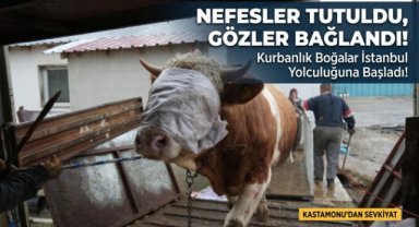 Kastamonu'dan İstanbul'a kurbanlık hayvan sevkiyatları başladı