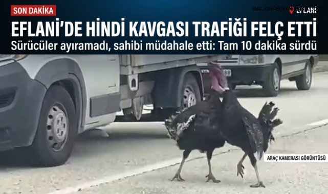 Yol ortasındaki hindi kavgası trafiği durdurdu