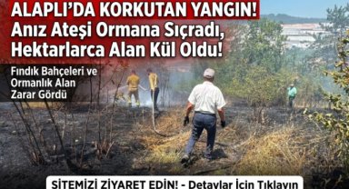 Alaplı'da anız ateşi ormana sıçradı: 300 fındık ağacı zarar gördü